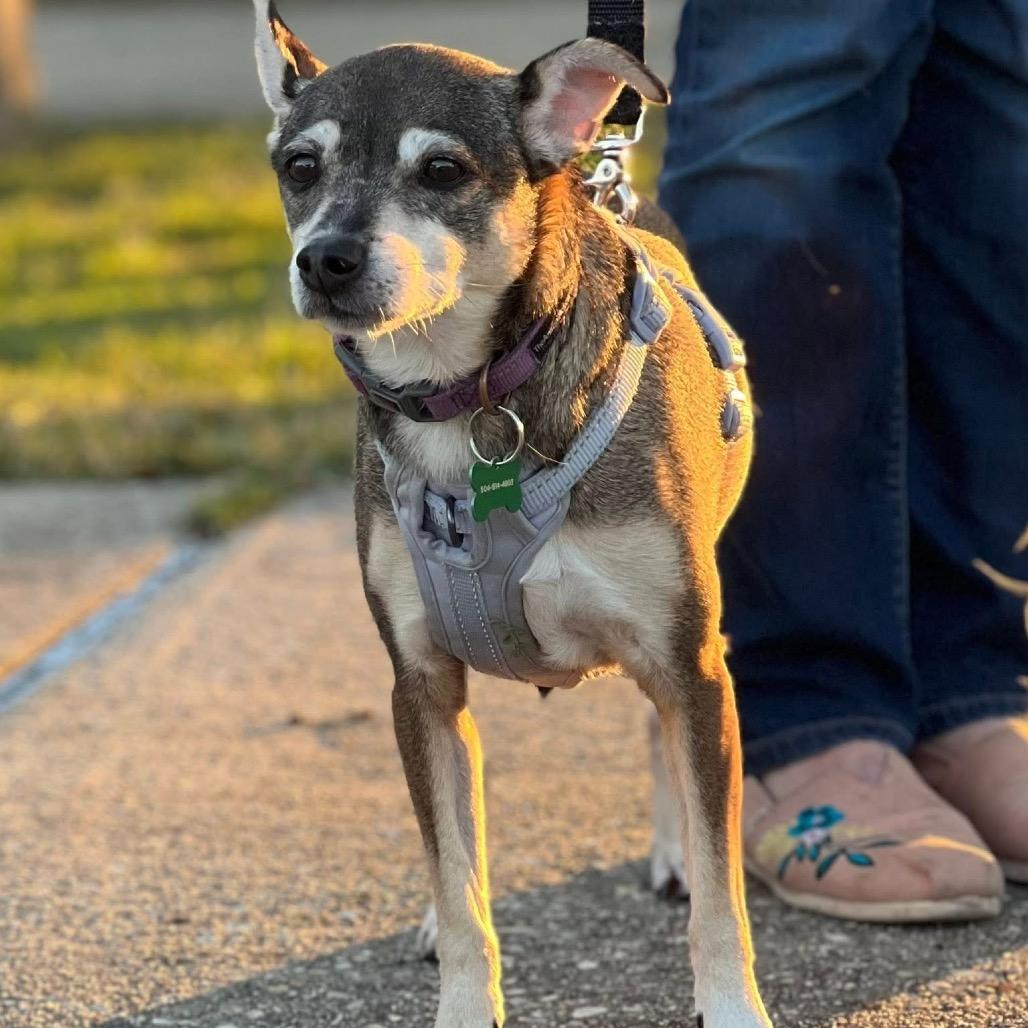 Enlarge Abby (Reduced Rover), a Adoptable mixed breed in New Orleans, LA image 1/6