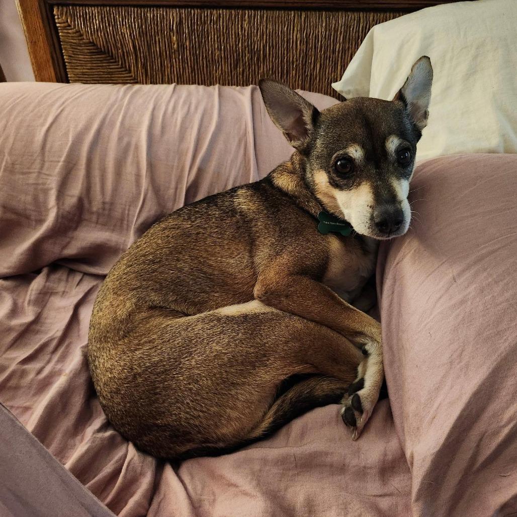 Abby (Reduced Rover), a Adoptable mixed breed in New Orleans, LA image 4/6