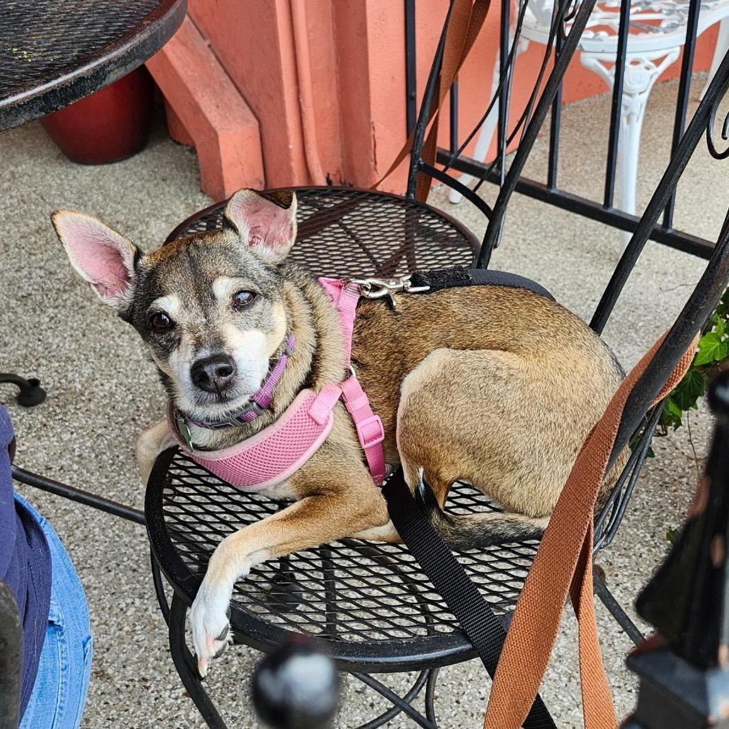 Enlarge Abby (Reduced Rover), a Adoptable mixed breed in New Orleans, LA image 3/6