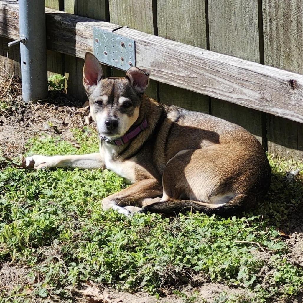 Enlarge Abby (Reduced Rover), a Adoptable mixed breed in New Orleans, LA image 4/6