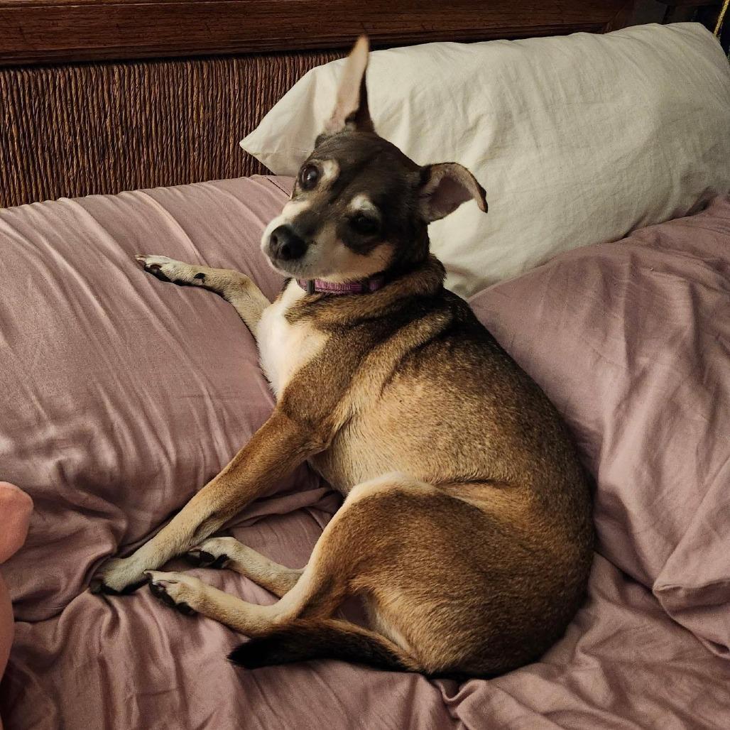 Abby (Reduced Rover), a Adoptable mixed breed in New Orleans, LA image 6/6