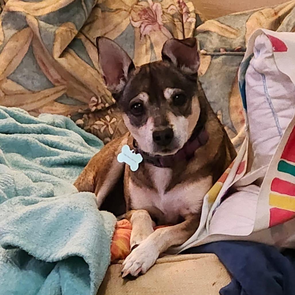 Enlarge Abby (Reduced Rover), a Adoptable mixed breed in New Orleans, LA image 5/6