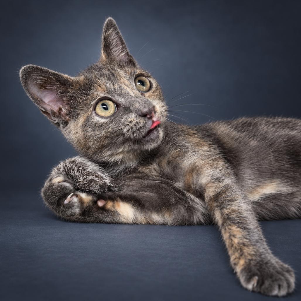 Evelyn, Adoptable, Kitten Female Domestic Short Hair.