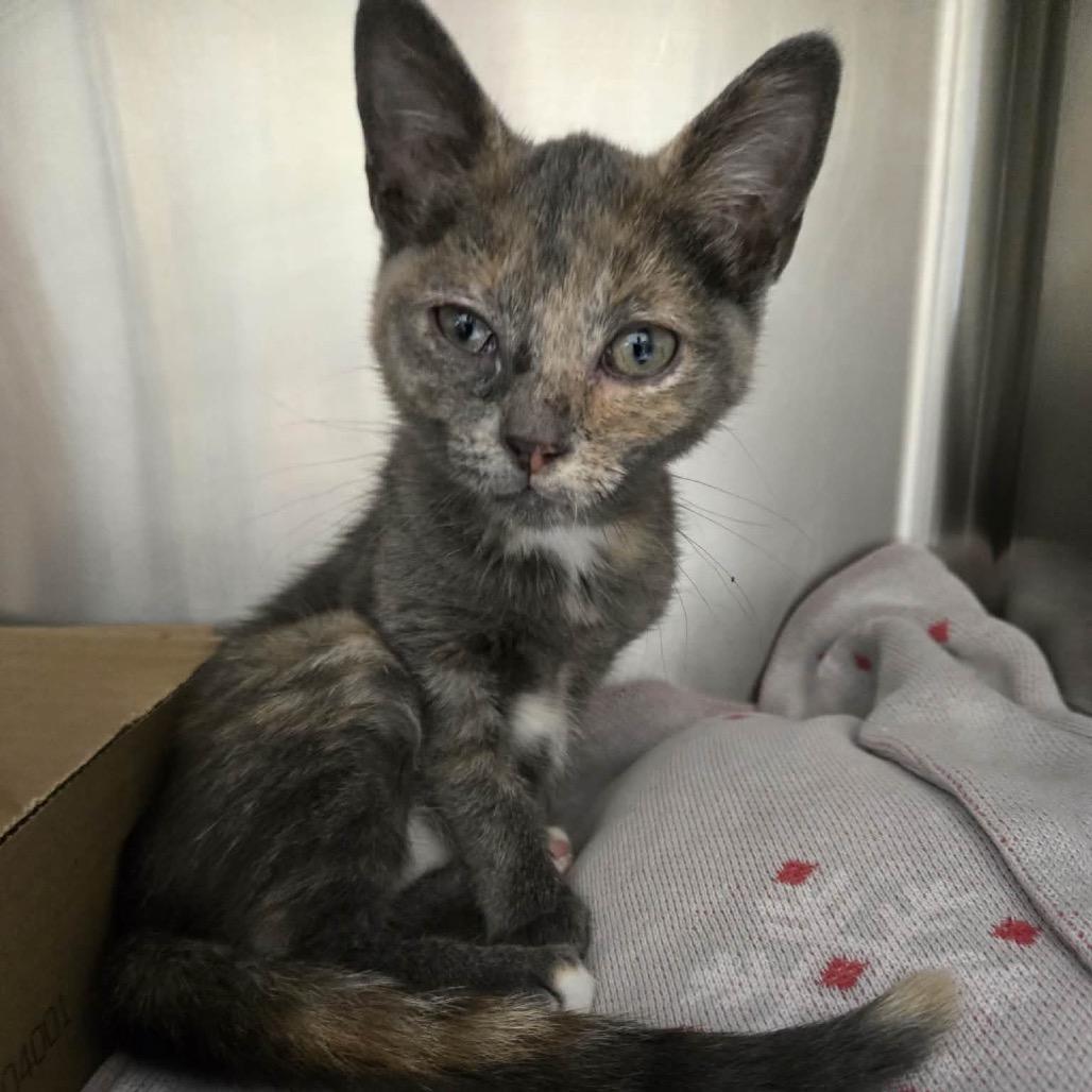 Enlarge Evelyn, a Adoptable Domestic Short Hair in Newport, TN image 3/5
