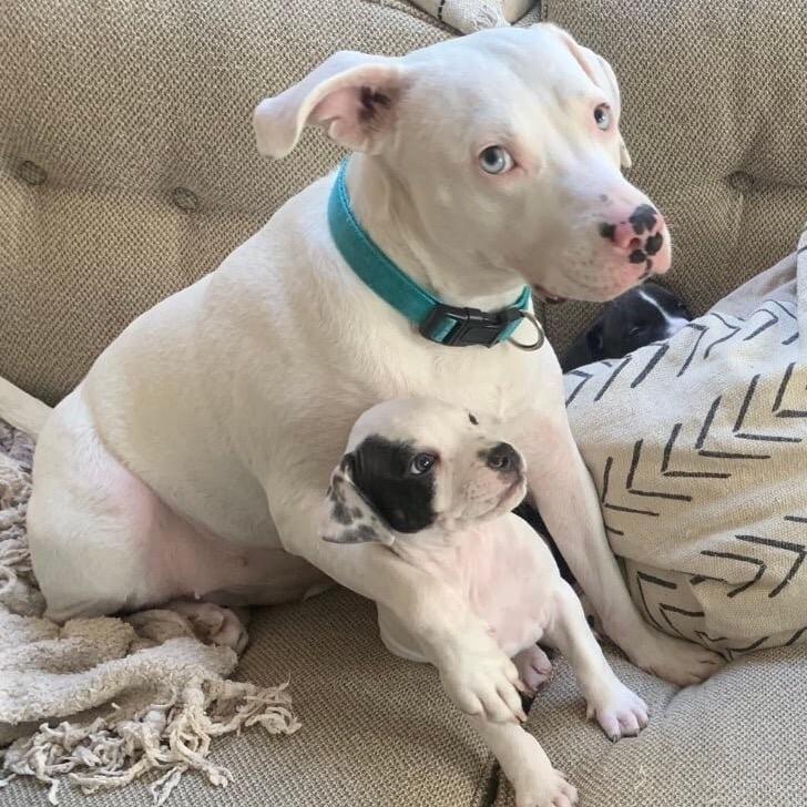 Connie (Reduced Rover), Adoptable, Adult Female Terrier.