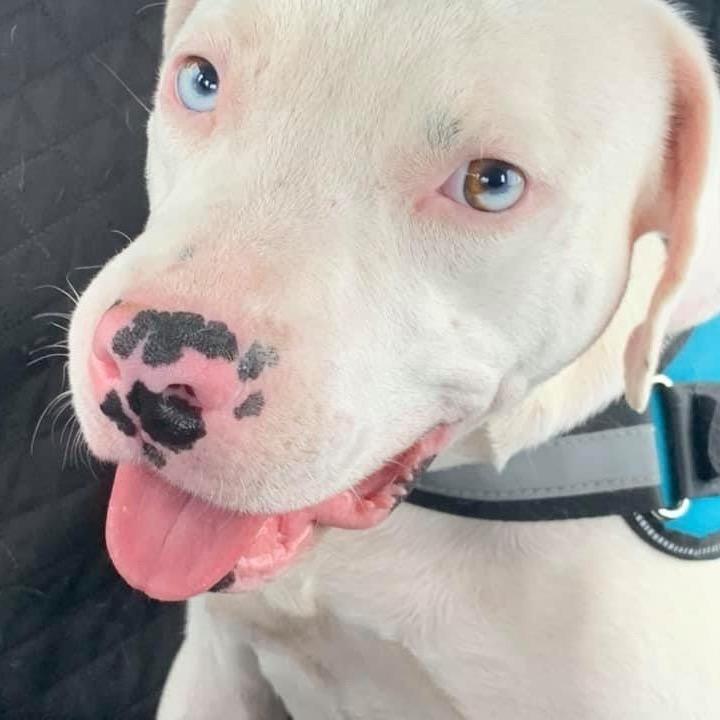 Connie (Reduced Rover), a Adoptable mixed breed in New Orleans, LA image 3/5