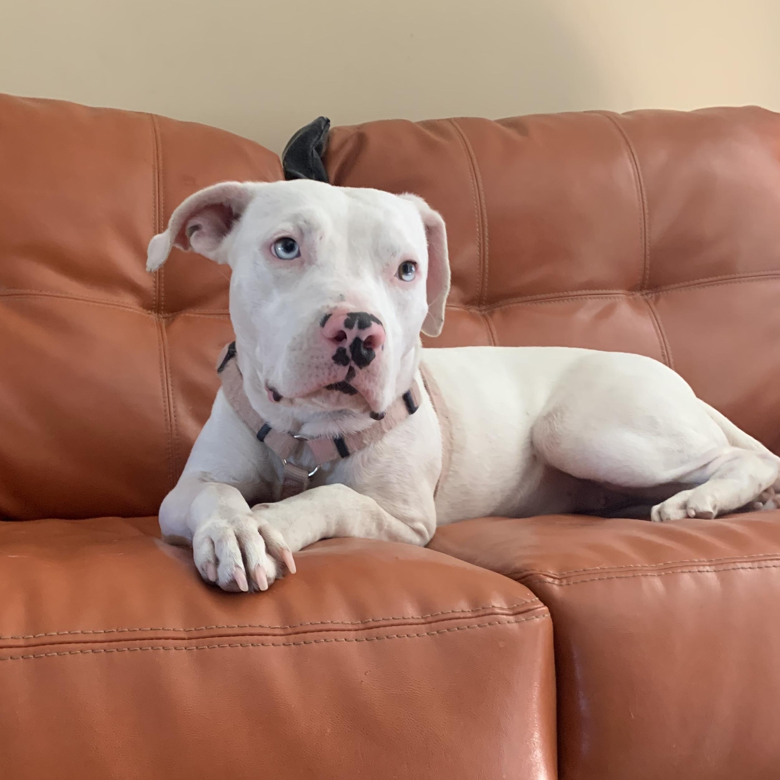 Hey Im Connie I try not to brag but the fact is I am a Gorgeous American Bulldog mix with