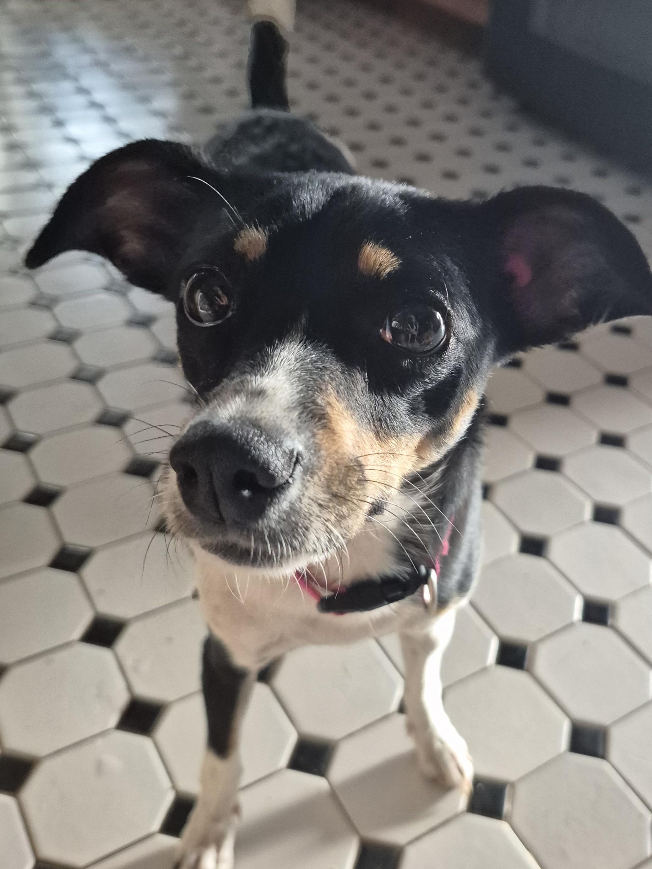Enlarge Jackie, a Adoptable Rat Terrier in Silver Spring, MD image 1/3