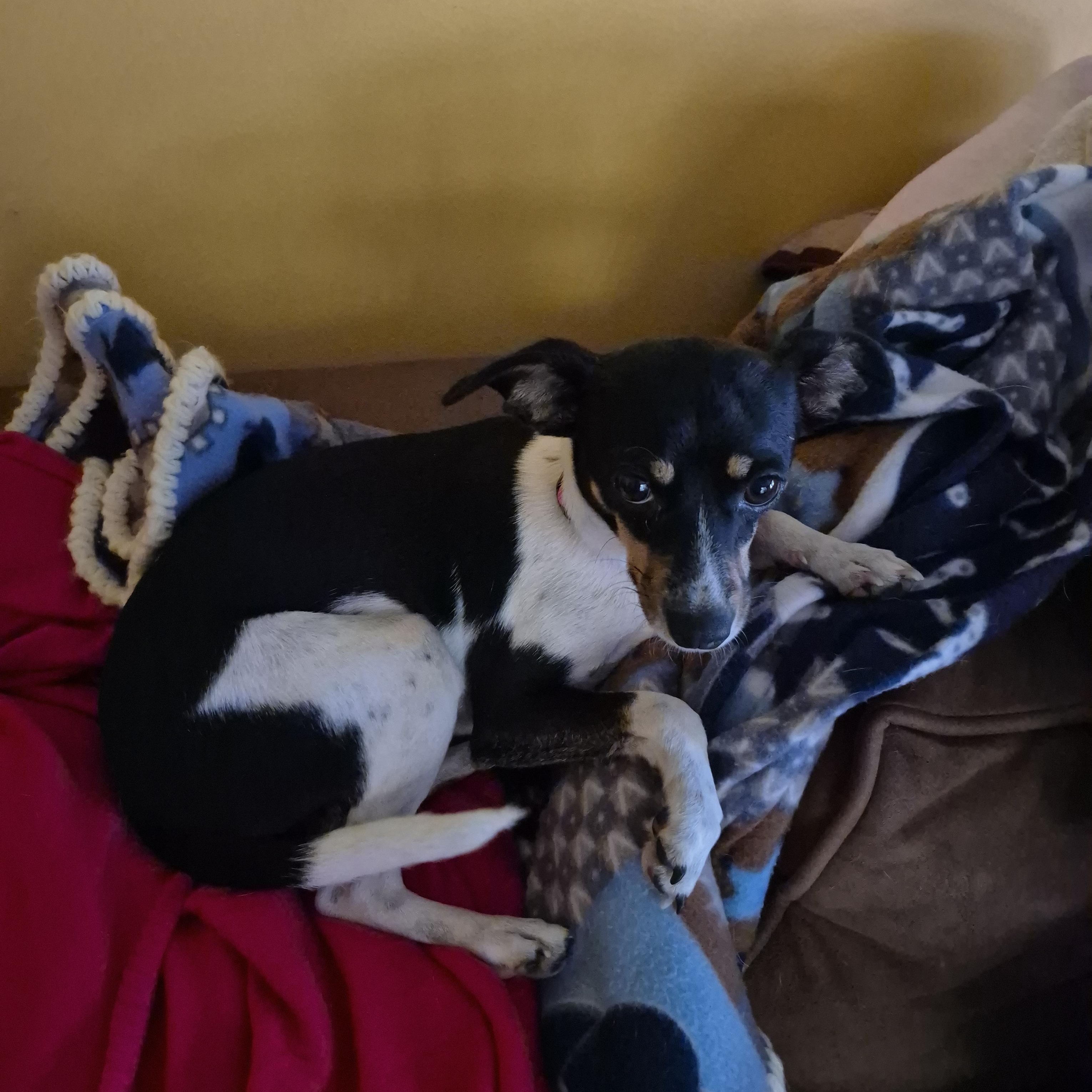 Enlarge Jackie, a Adoptable Rat Terrier in Silver Spring, MD image 2/3