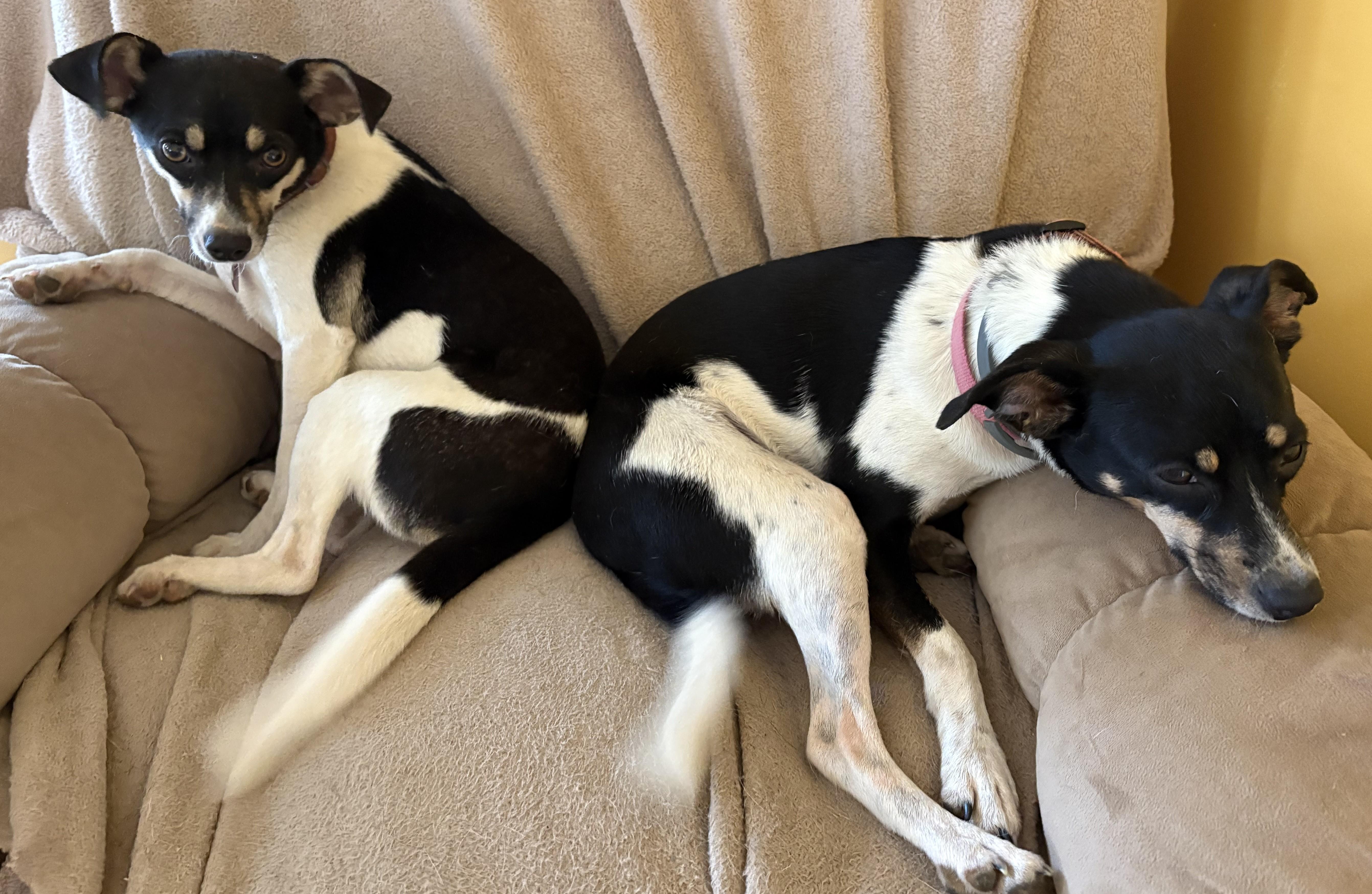 Jackie & CinnamonRoll (for adoption TOGETHER), Adoptable, Adult Female Rat Terrier.