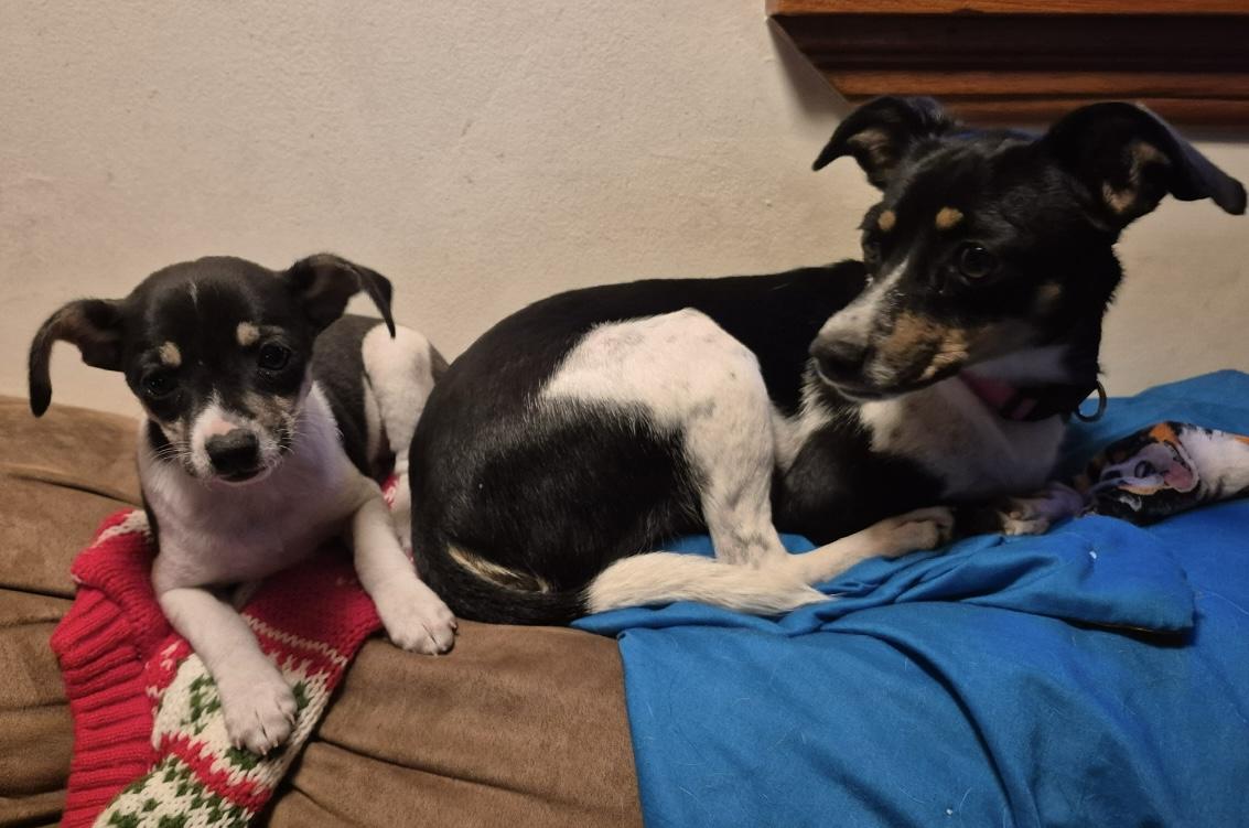 Jackie & CinnamonRoll (for adoption TOGETHER), a Adoptable Rat Terrier in Silver Spring, MD image 4/4