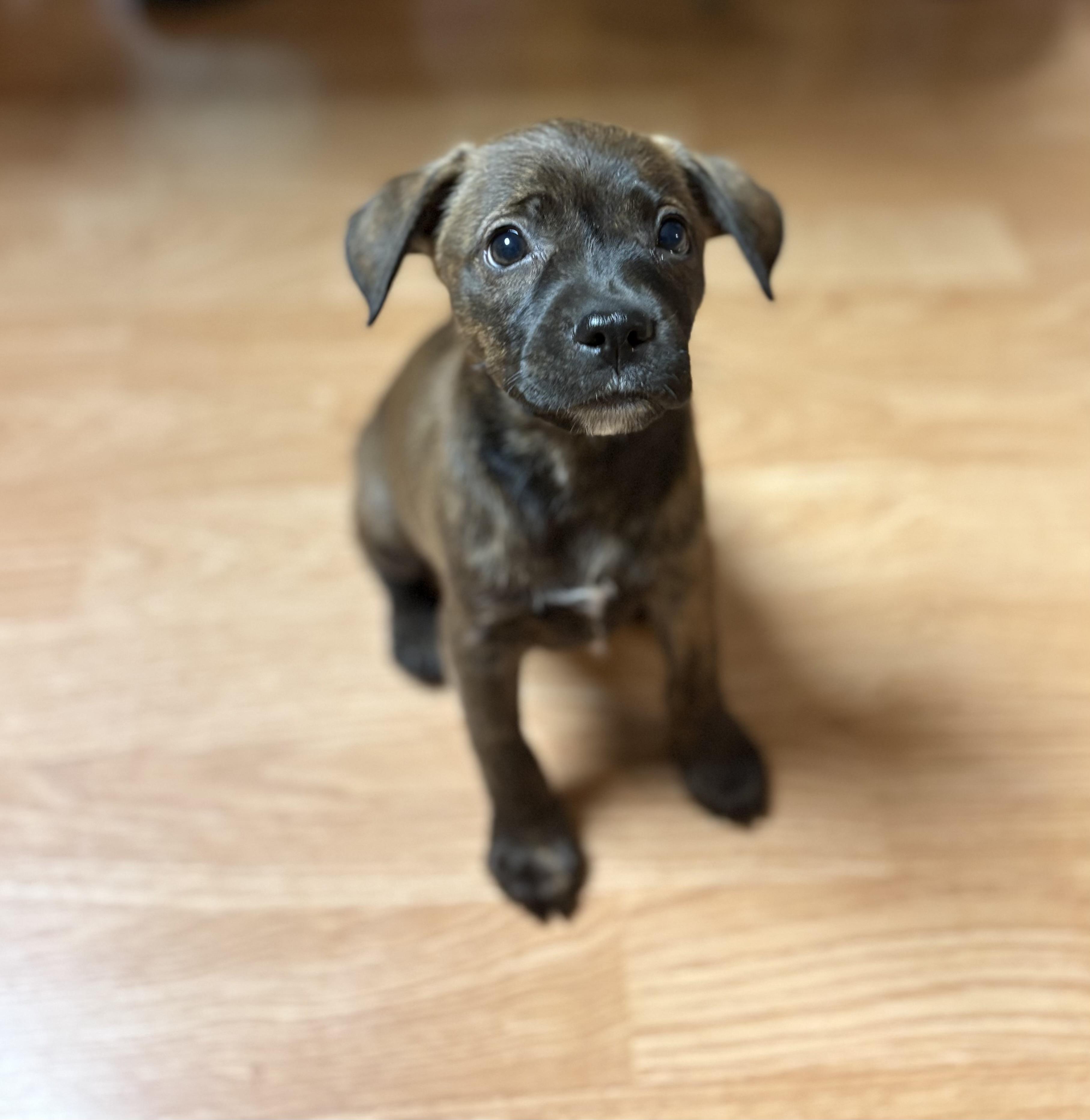 Kim and Kourtney, a ADOPTABLE mixed breed in Kutztown, PA image 5/5