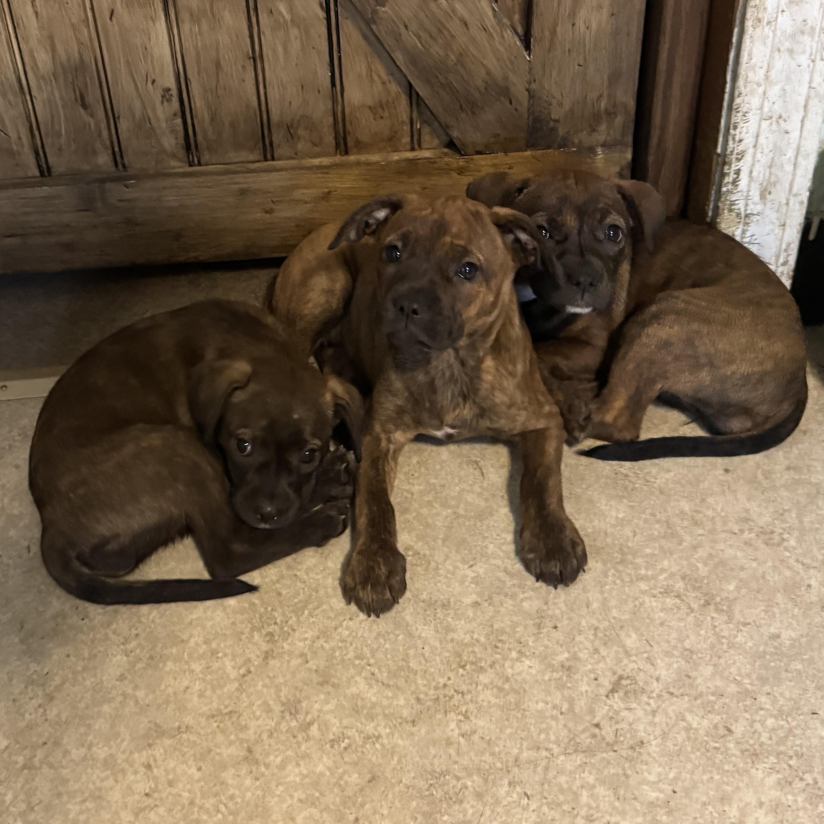Kim and Kourtney, a ADOPTABLE mixed breed in Kutztown, PA image 1/5