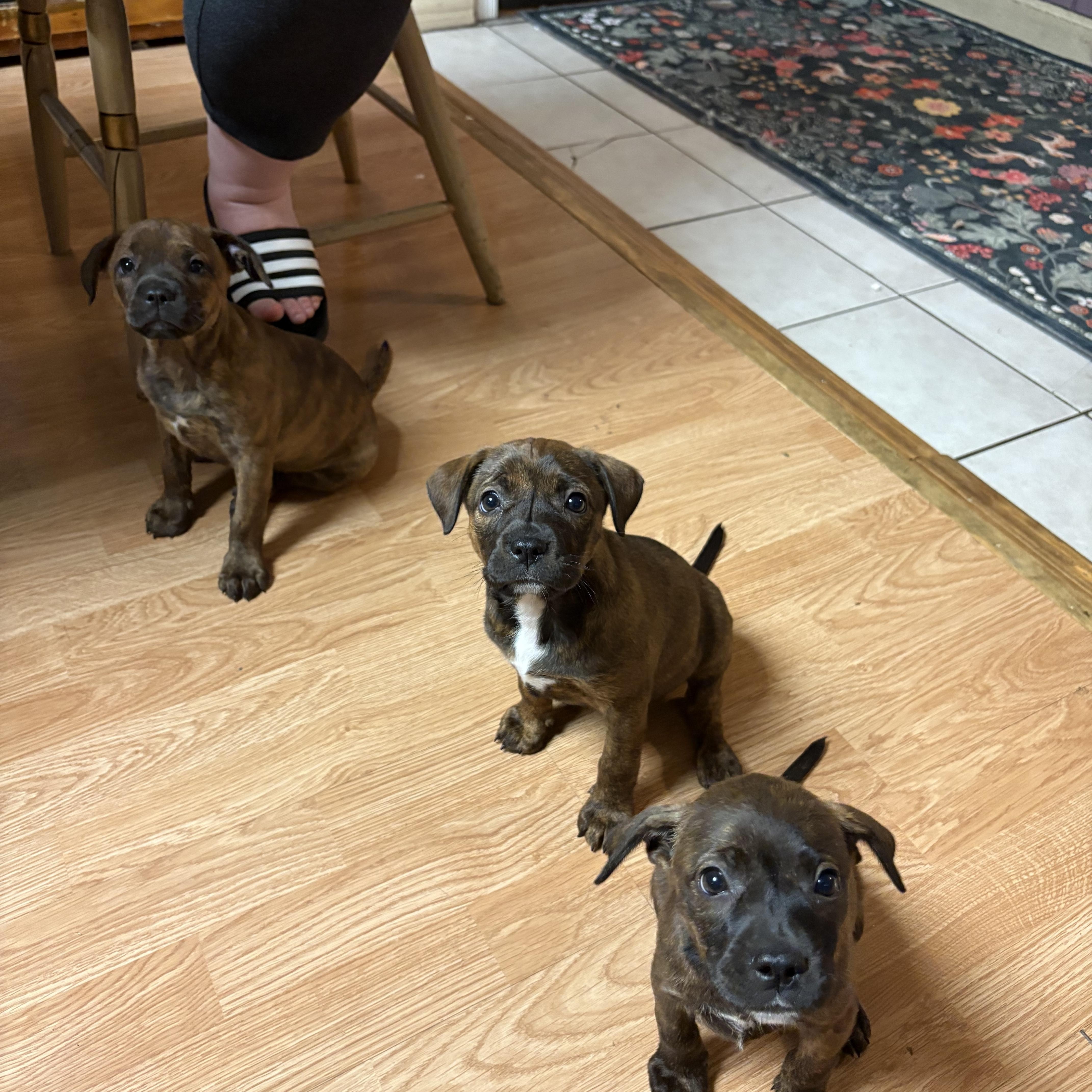Kim and Kourtney, a ADOPTABLE mixed breed in Kutztown, PA image 2/5