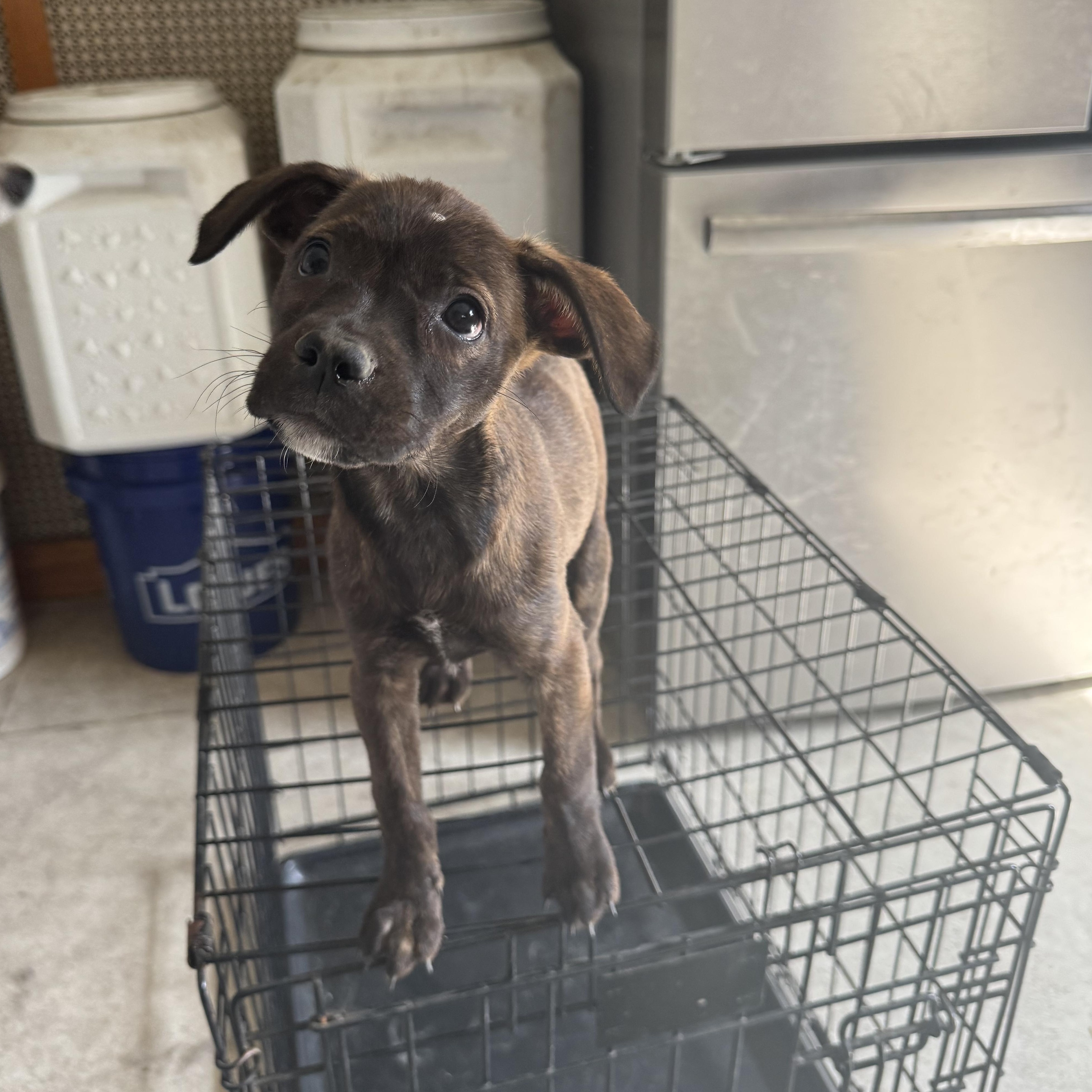 Kim and Kourtney, a ADOPTABLE mixed breed in Kutztown, PA image 3/5