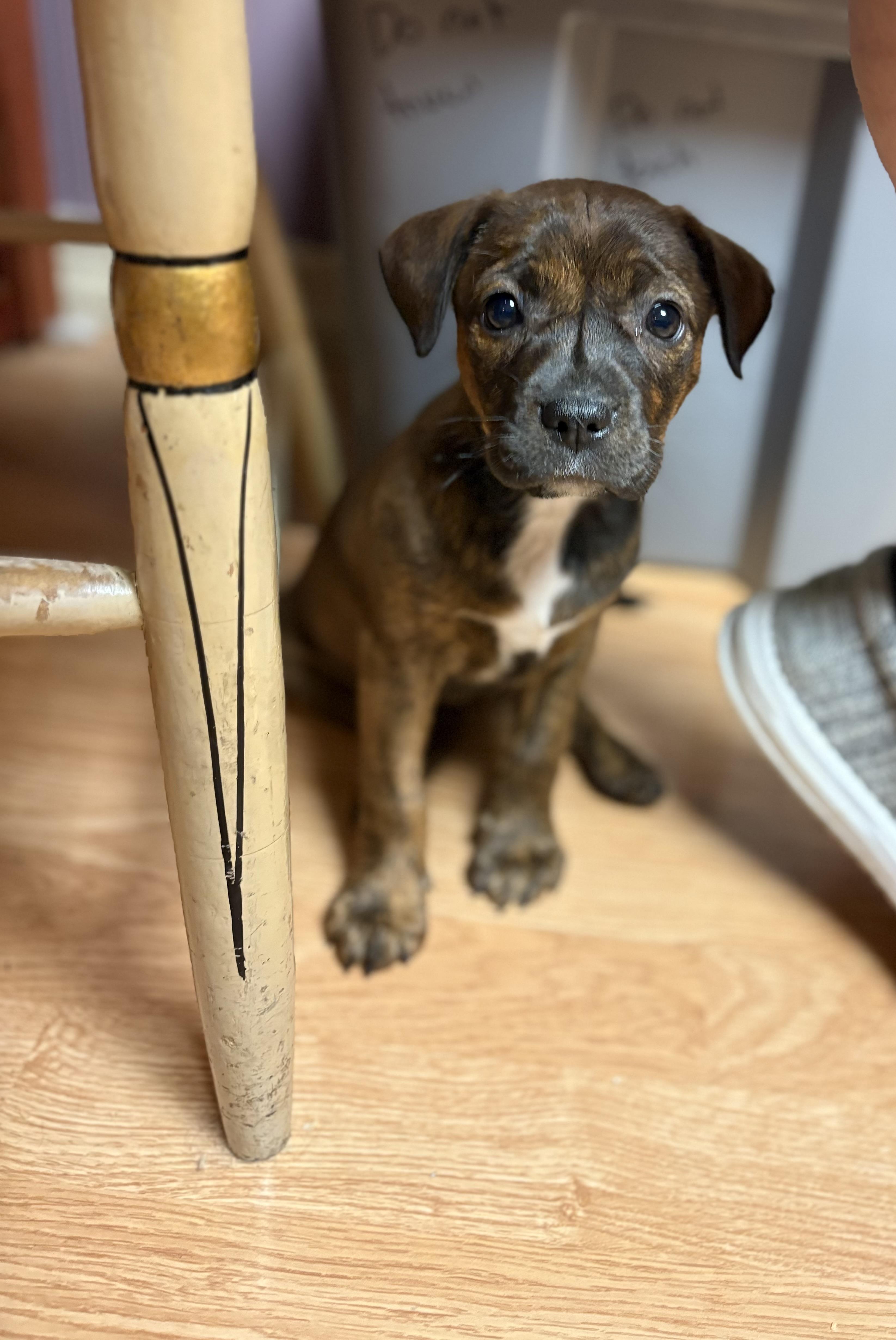 Kim and Kourtney, a ADOPTABLE mixed breed in Kutztown, PA image 4/5
