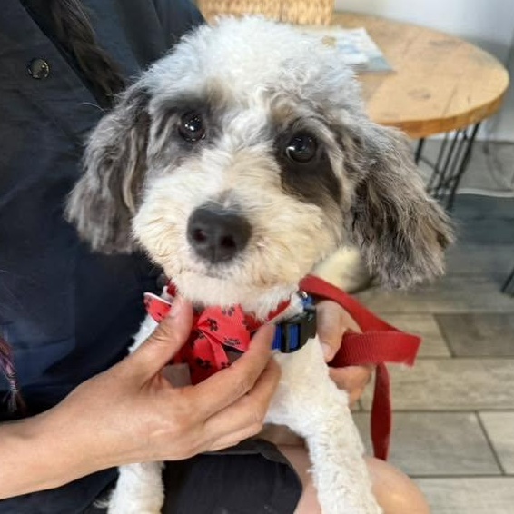 Bernice Mauve, a ADOPTABLE mixed breed in Racine, WI image 1/4