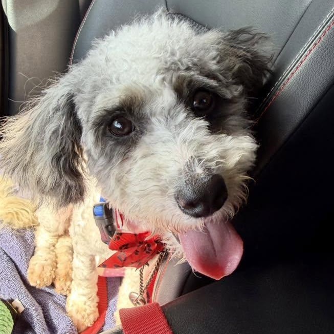 Bernice Mauve, a ADOPTABLE mixed breed in Racine, WI image 4/4