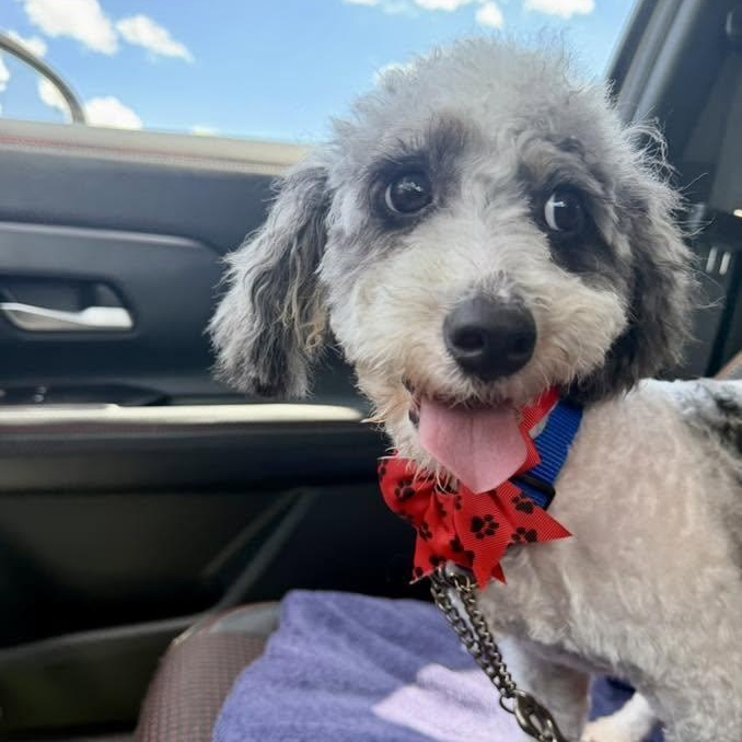 Bernice Mauve, a ADOPTABLE mixed breed in Racine, WI image 2/4