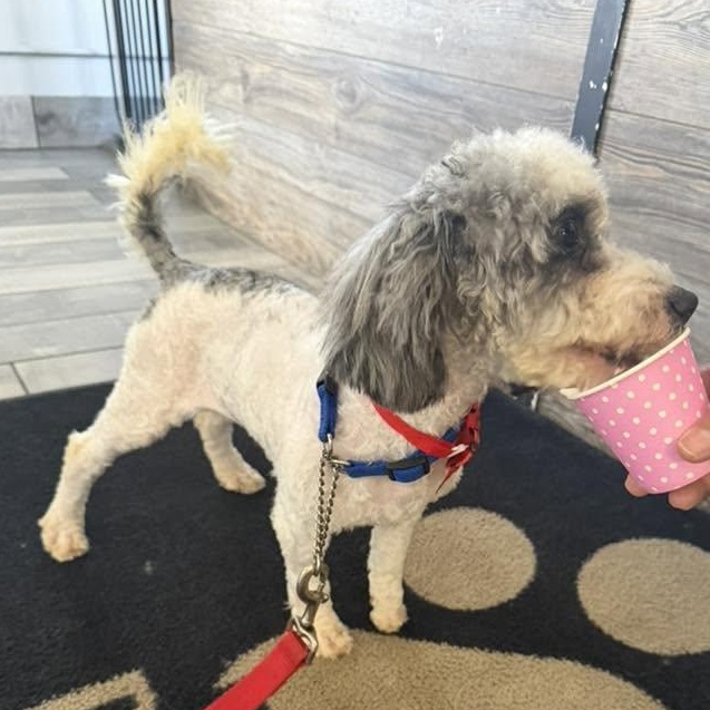 Bernice Mauve, a ADOPTABLE mixed breed in Racine, WI image 3/4