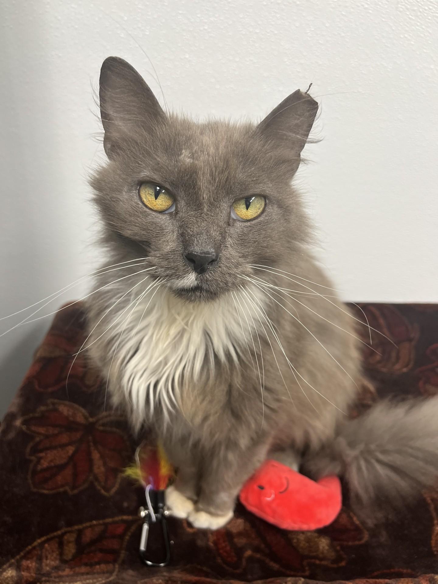 Enlarge The colonel, a Adoptable mixed breed in Shepherdsville, KY image 1/1