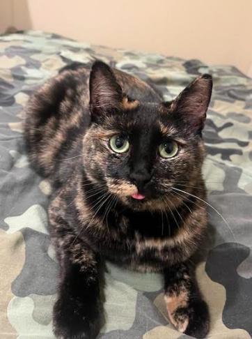 TOODLES - ADOPTED!