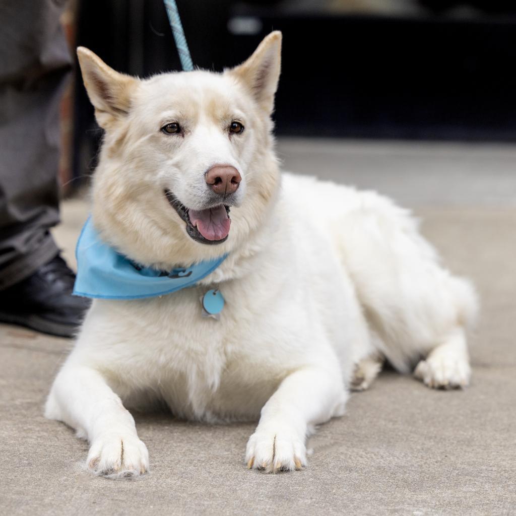 Ghost, Adoptable, Adult Male Husky.