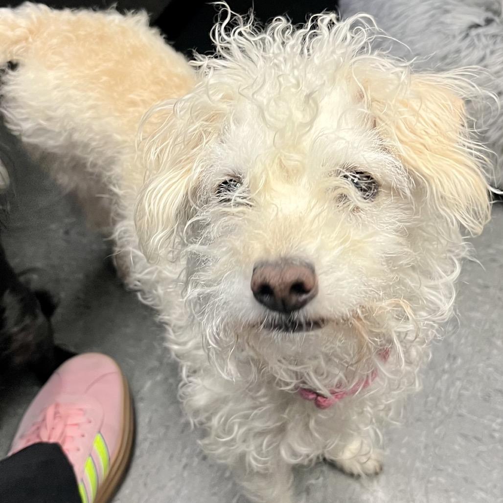 Missy, Adoptable, Adult Female Poodle & Mixed Breed.