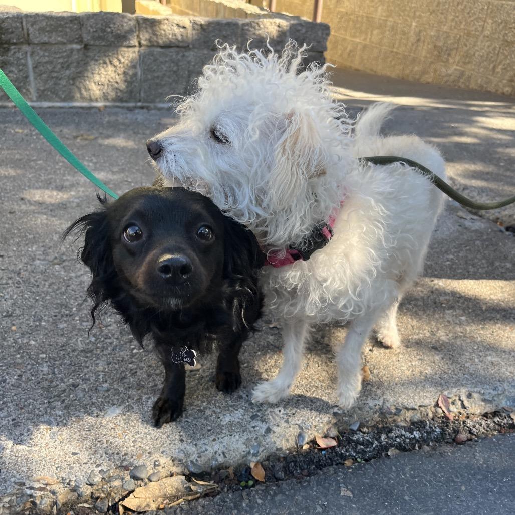 Enlarge Missy, a Adoptable mixed breed in Ashland, OR image 2/3
