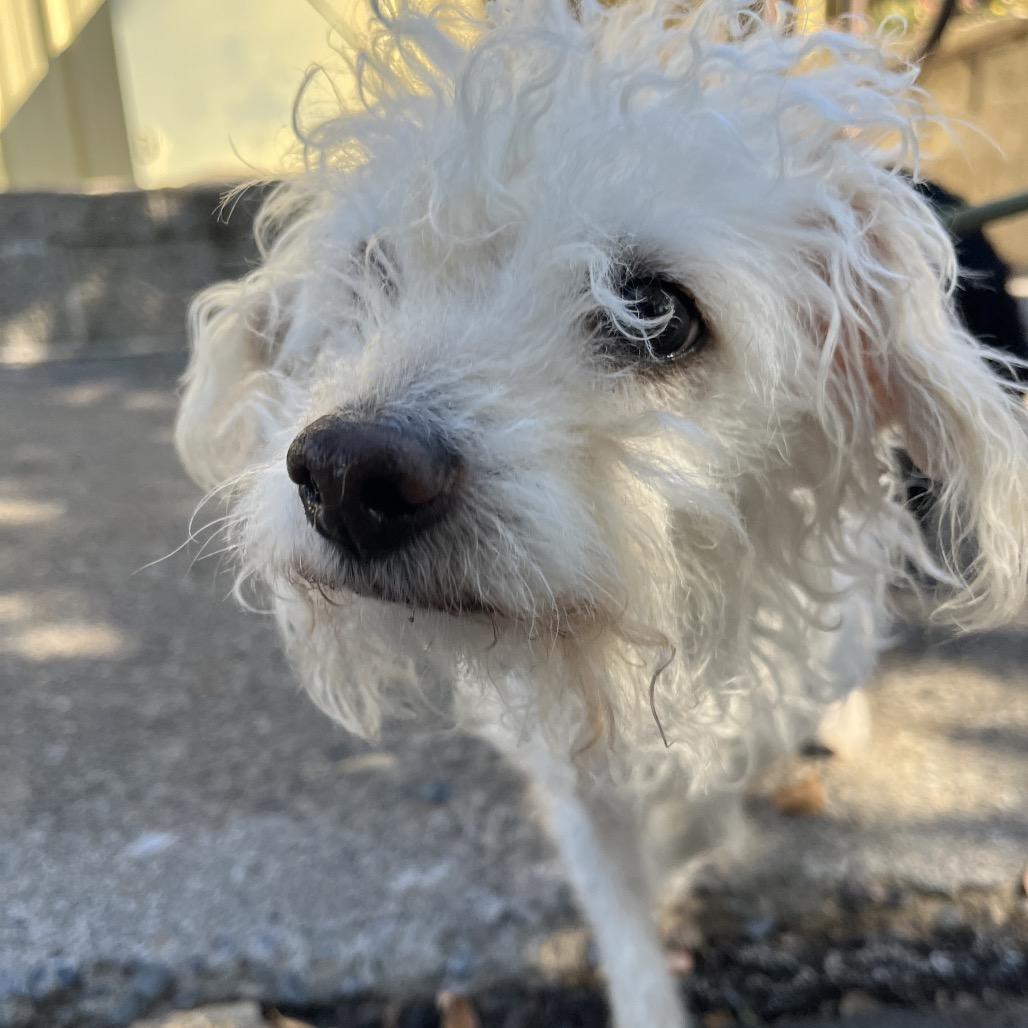 Enlarge Missy, a Adoptable mixed breed in Ashland, OR image 3/3