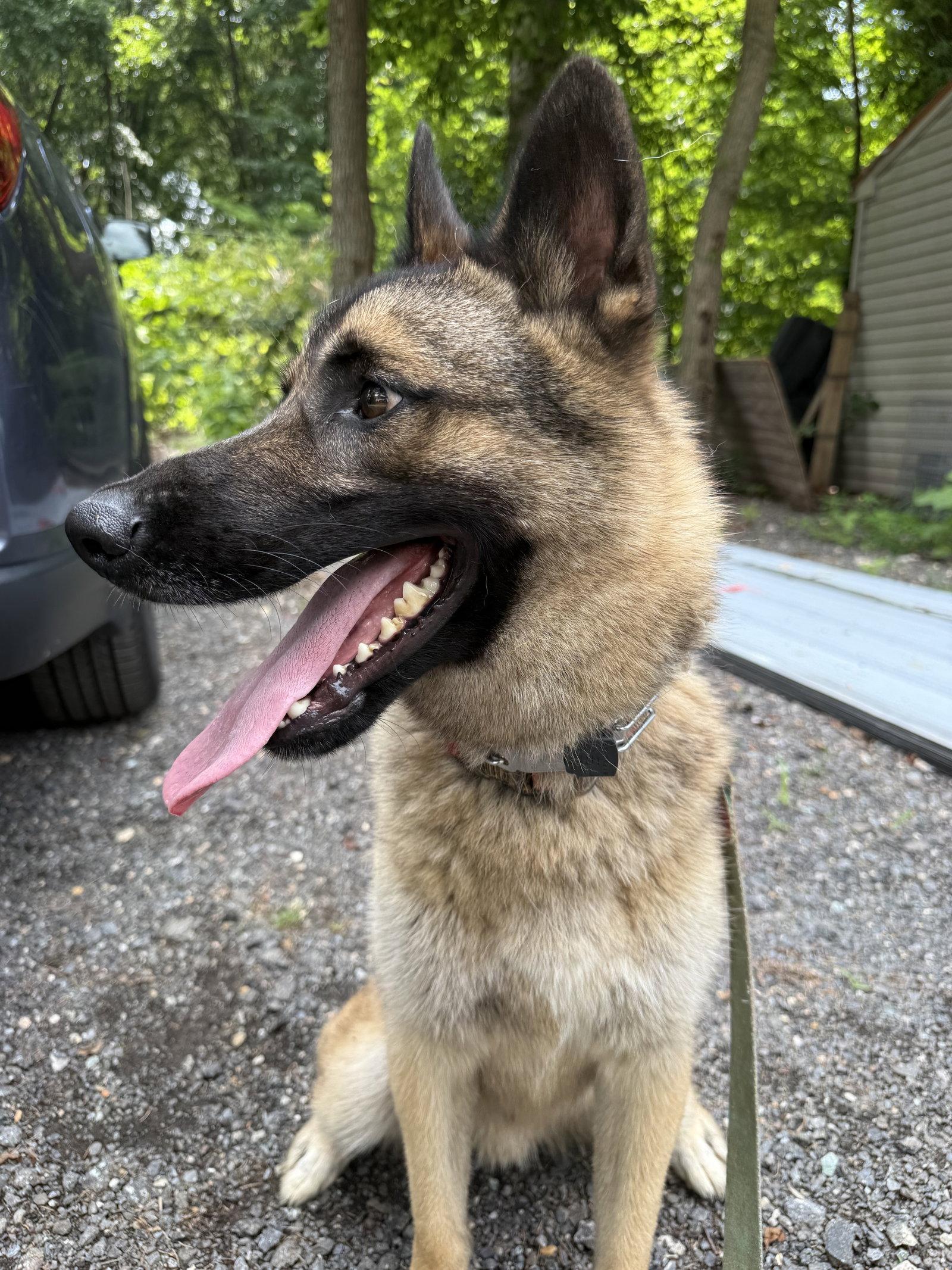 KAYO, Adoptable, Adult Male German Shepherd Dog.
