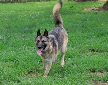 Enlarge KAYO, a Adoptable German Shepherd Dog in Baltimore, MD image 2/3