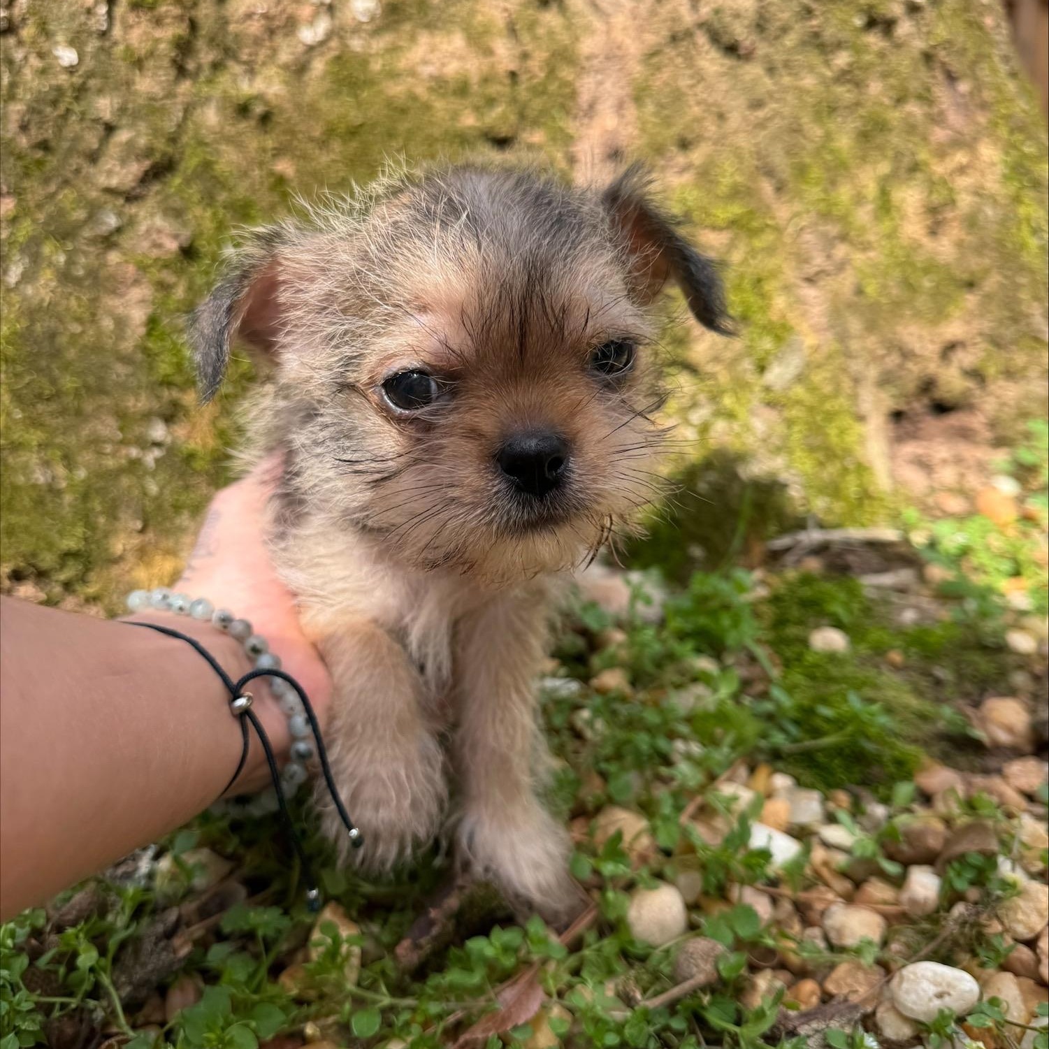Mossie *Foster to Adopt*, ADOPTABLE, Puppy Male Terrier.
