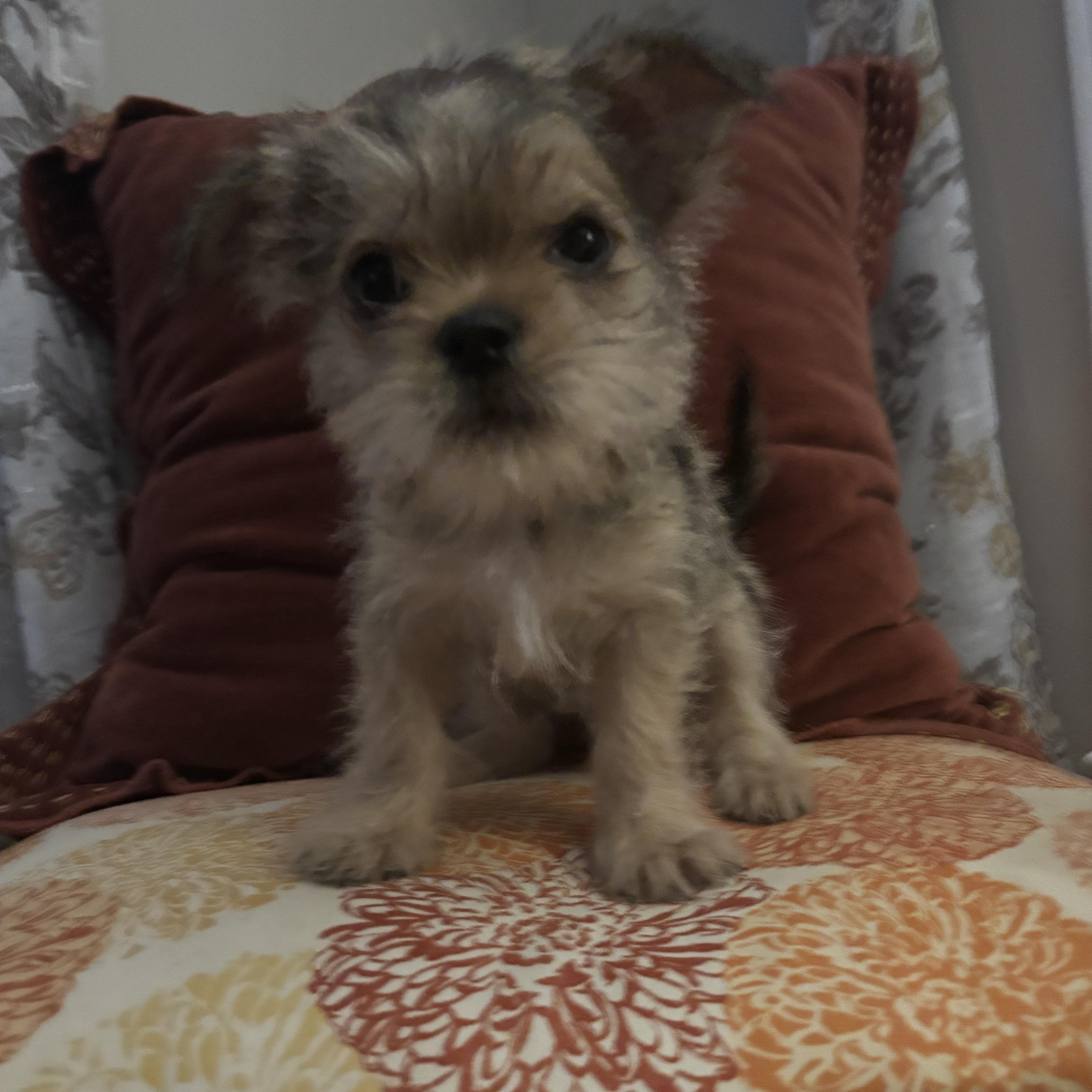 Enlarge Mossie *Foster to Adopt*, a ADOPTABLE mixed breed in Durham, NC image 4/4