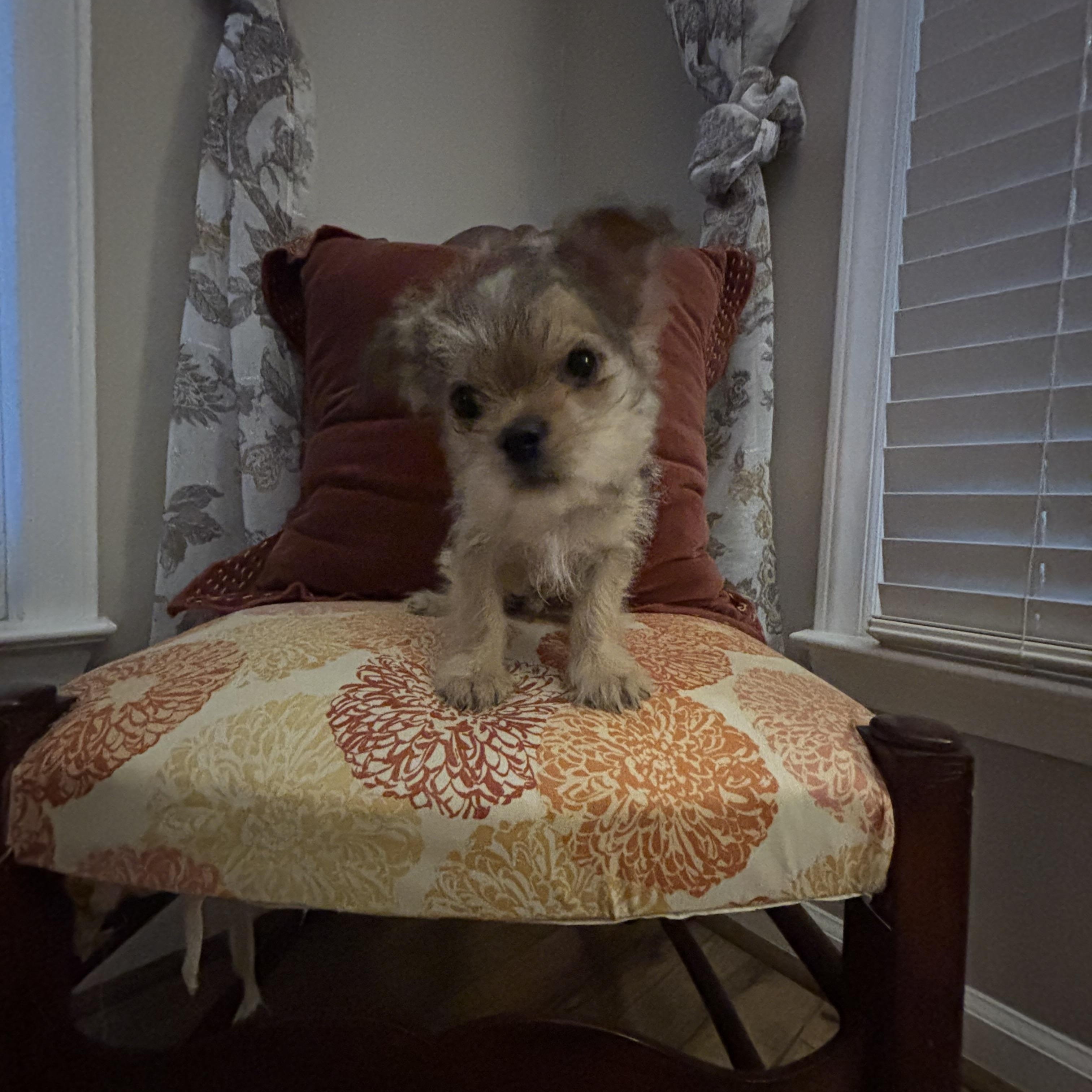 Enlarge Mossie *Foster to Adopt*, a ADOPTABLE mixed breed in Durham, NC image 3/4