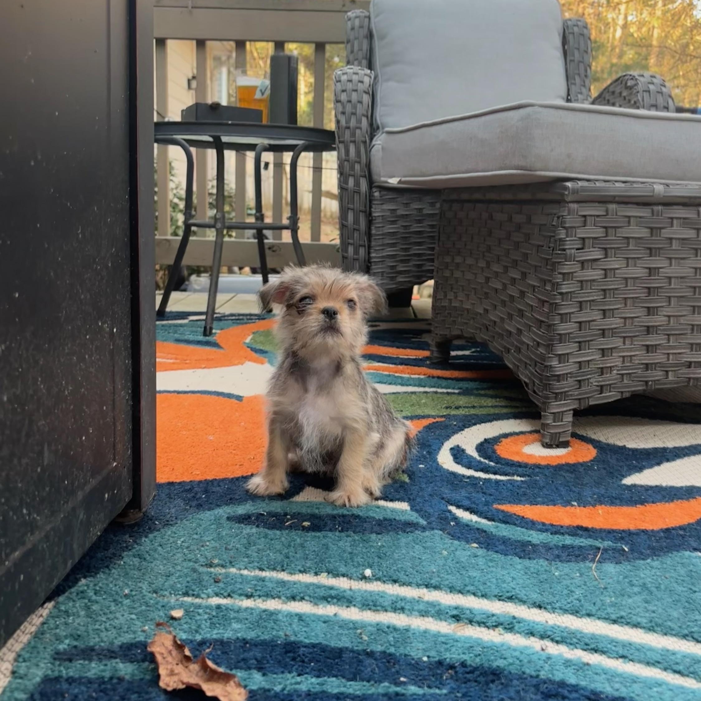 Enlarge Mossie *Foster to Adopt*, a ADOPTABLE mixed breed in Durham, NC image 2/4