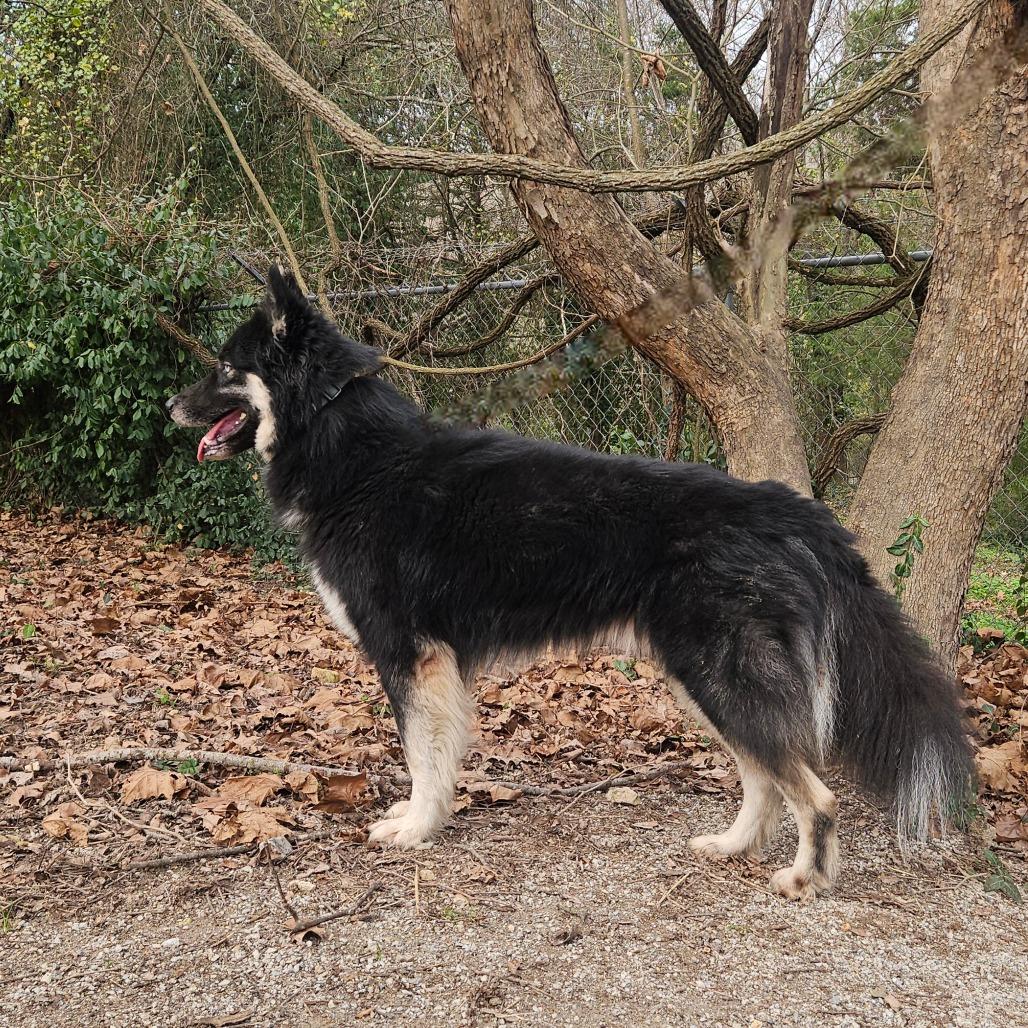 Maverick, Adoptable, Adult Male Husky.