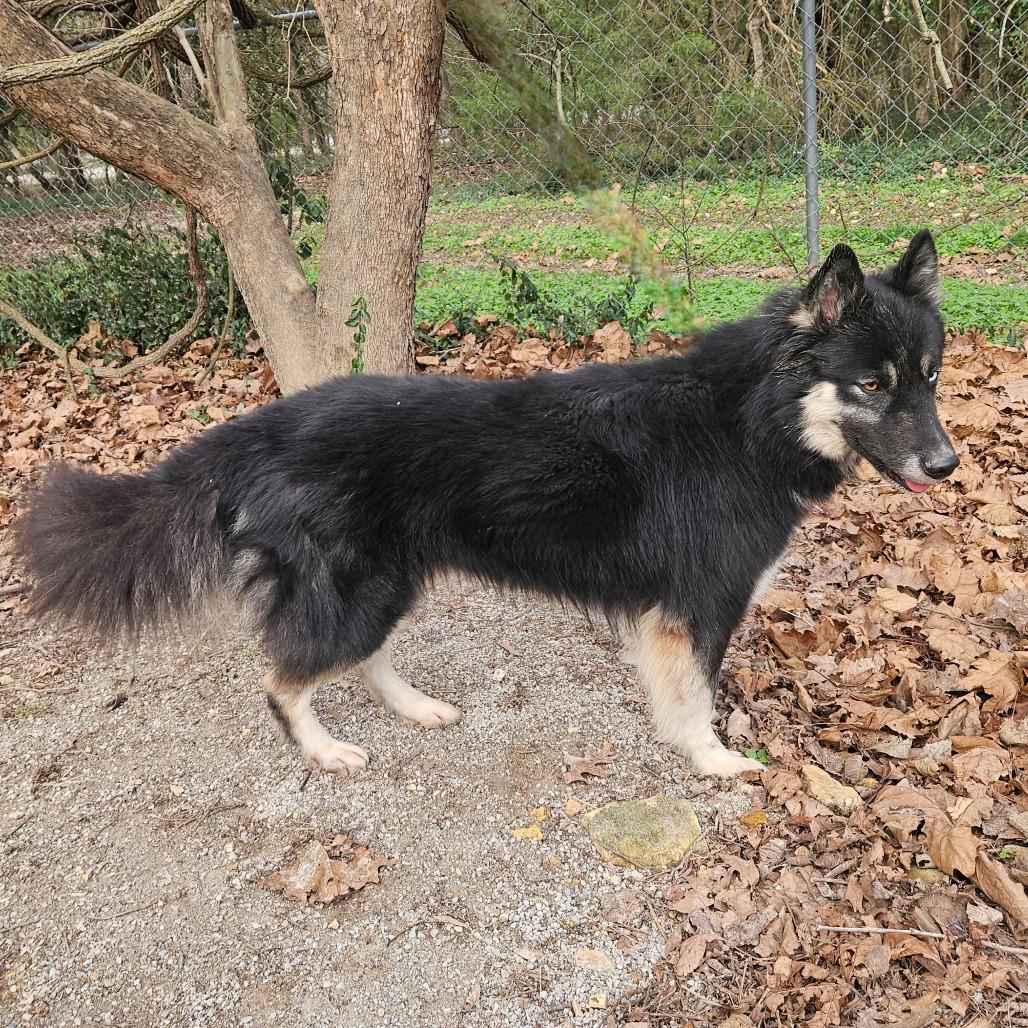 Maverick, Adoptable, Adult Male Husky.