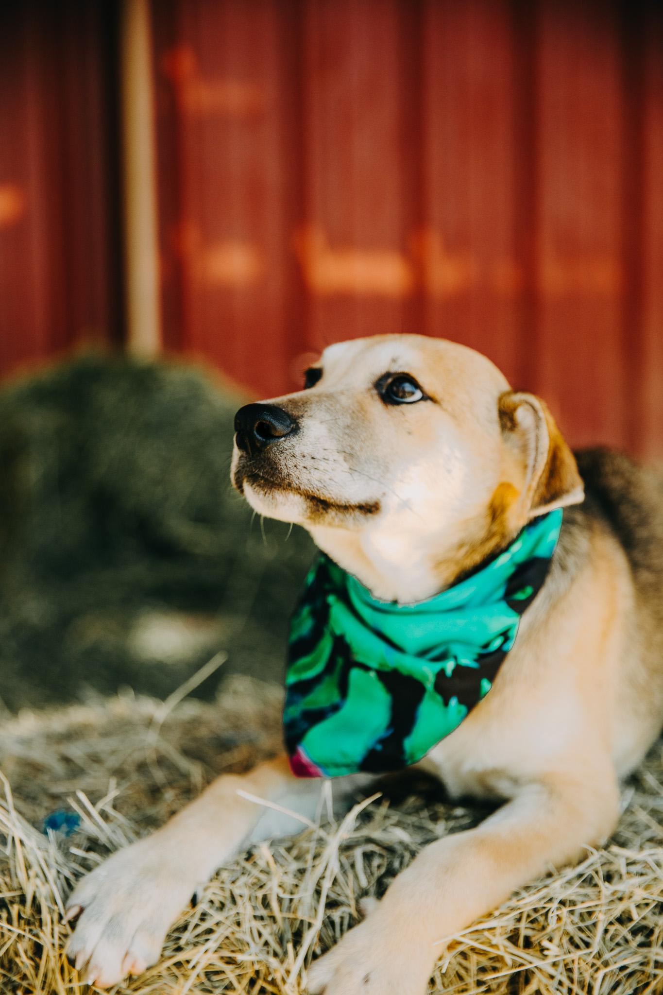 Luther, adopted, Young Male Mixed Breed.