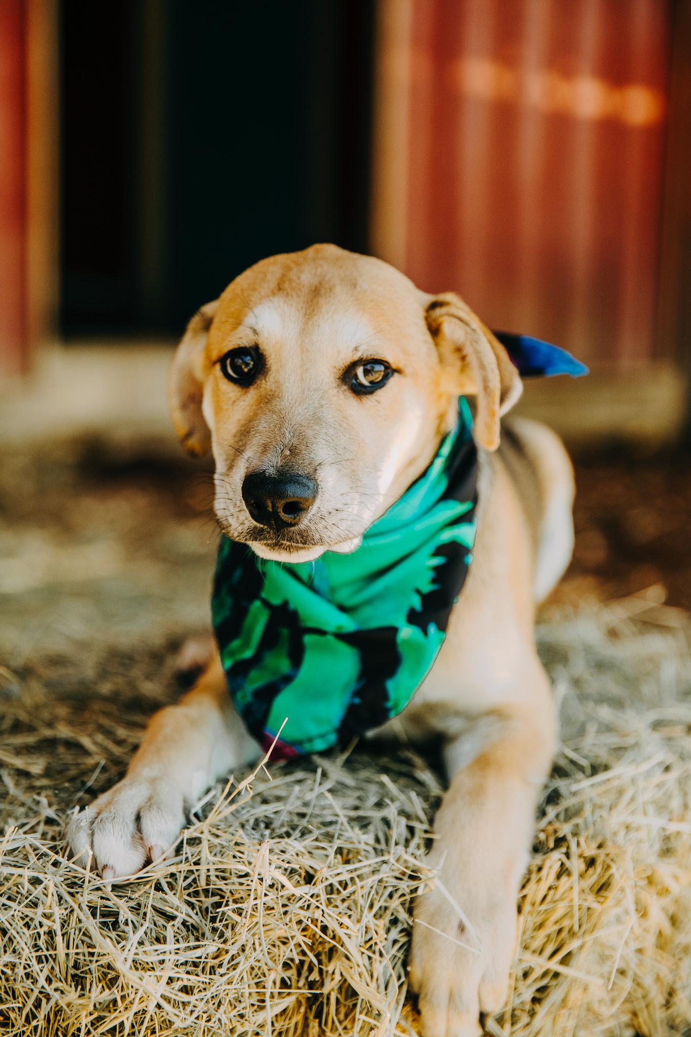 Enlarge Luther, an adopted mixed breed in Seguin, TX image 2/3