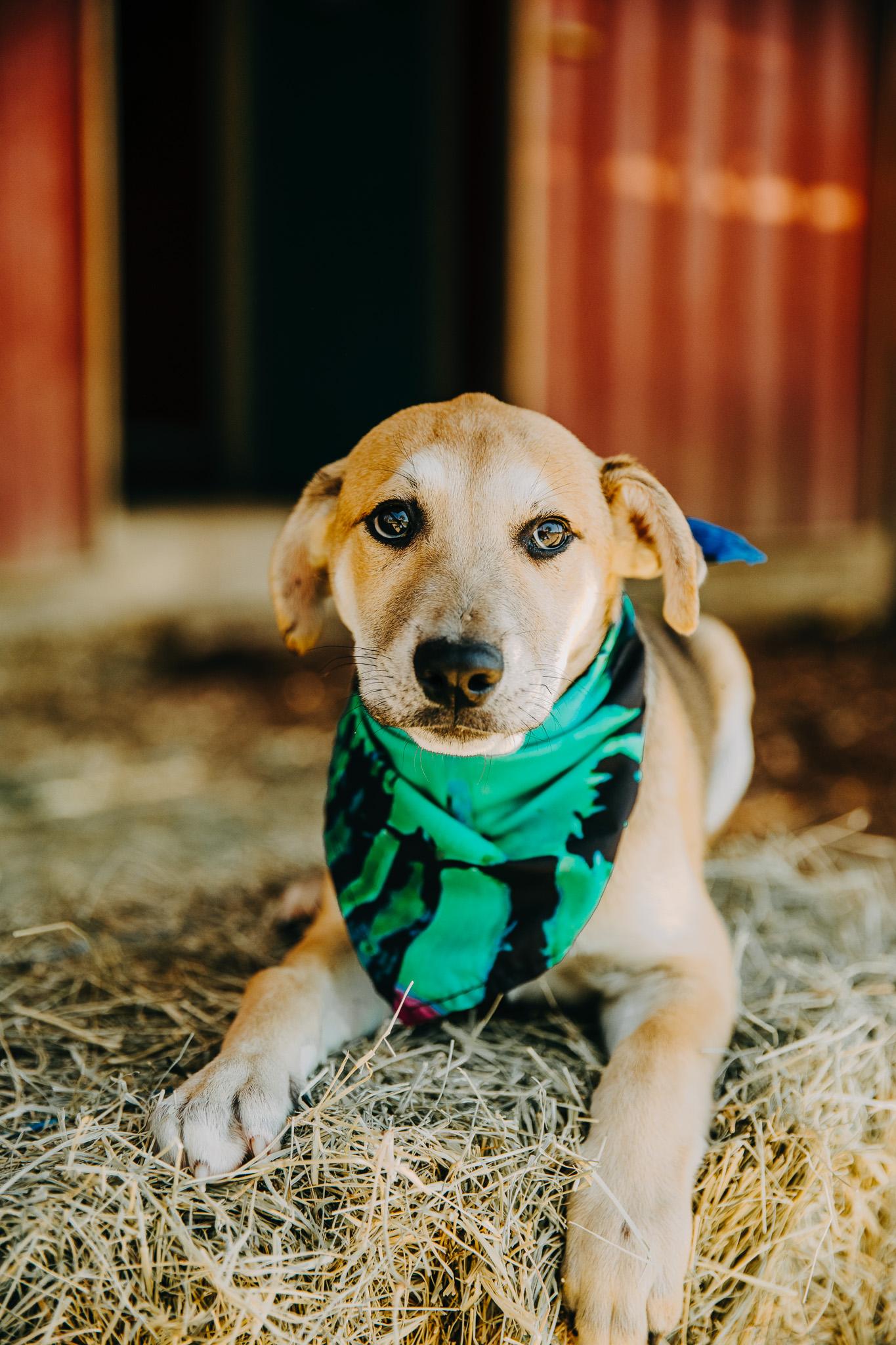 Enlarge Luther, an adopted mixed breed in Seguin, TX image 3/3