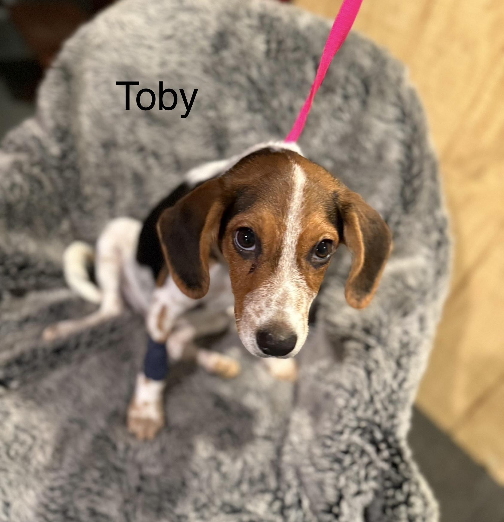 Toby