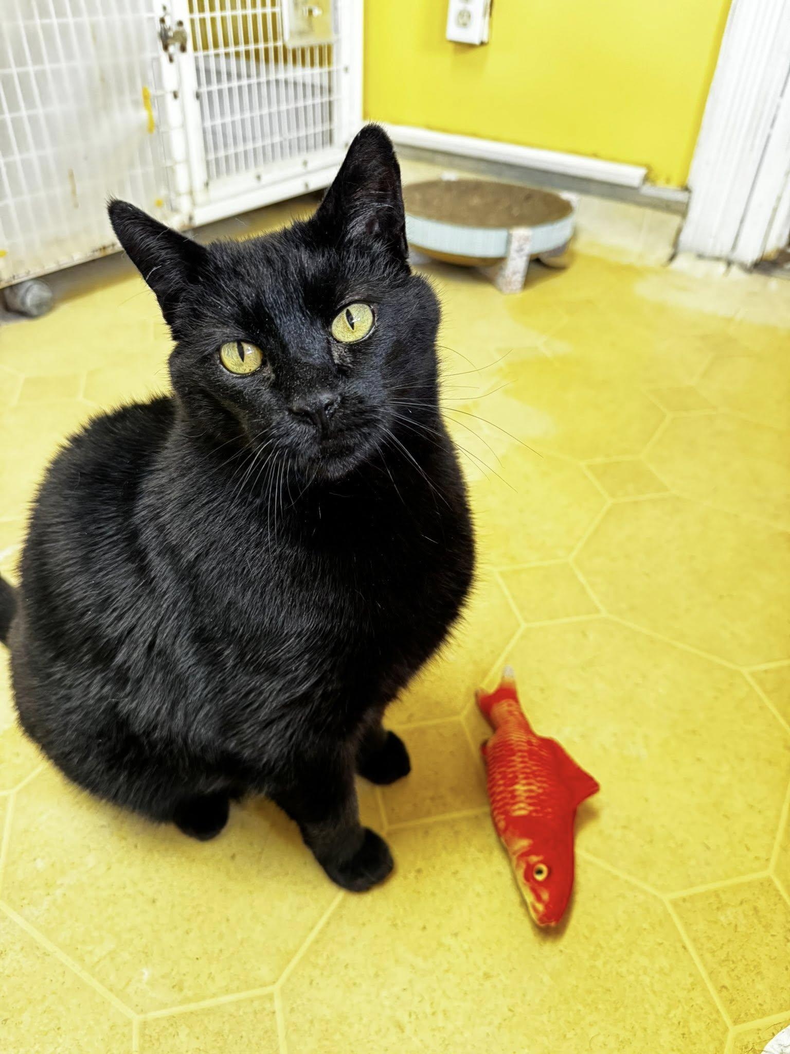 Stewart, adopted, Senior Male Domestic Short Hair.