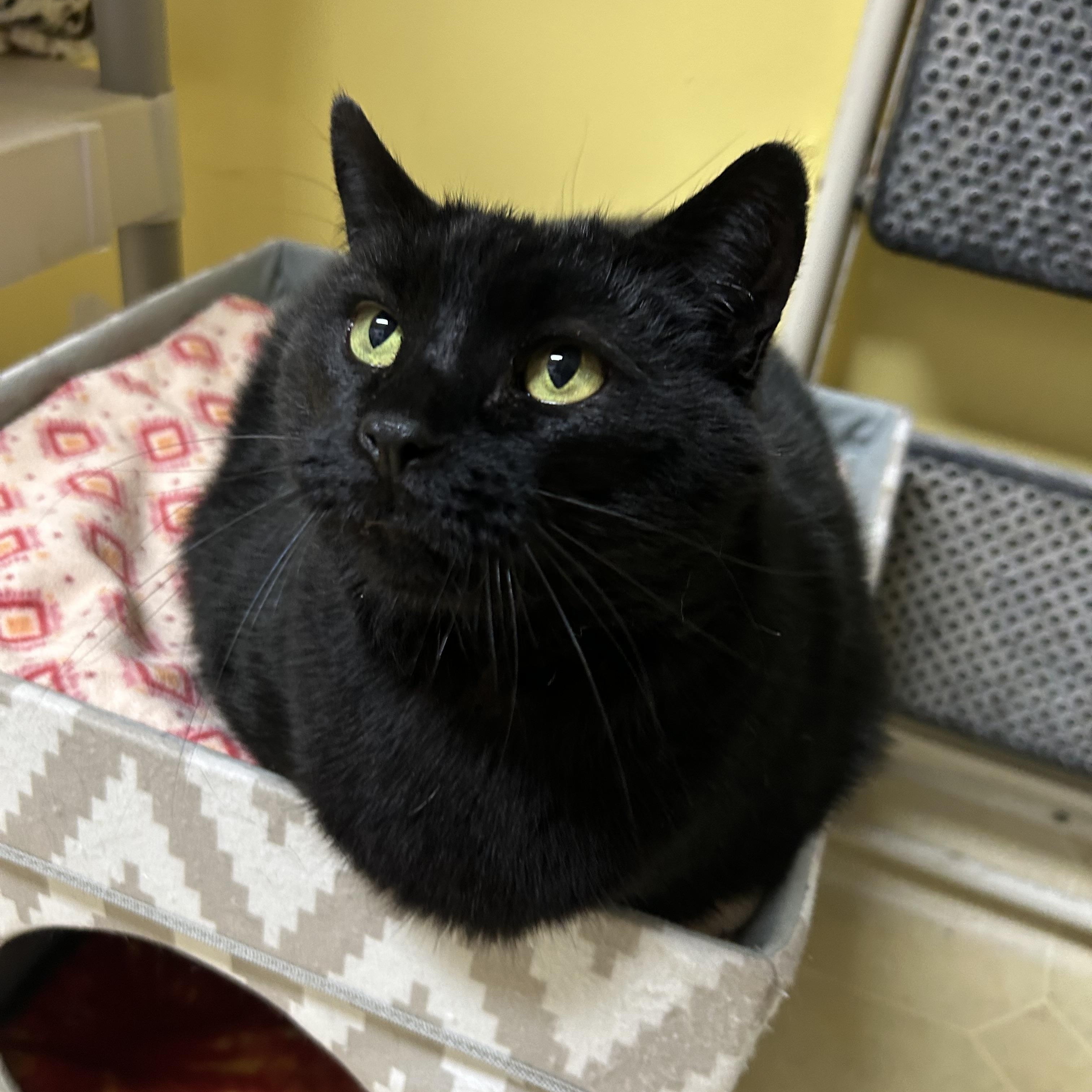 Stewart, an adopted Domestic Short Hair in Albany, NY image 2/4