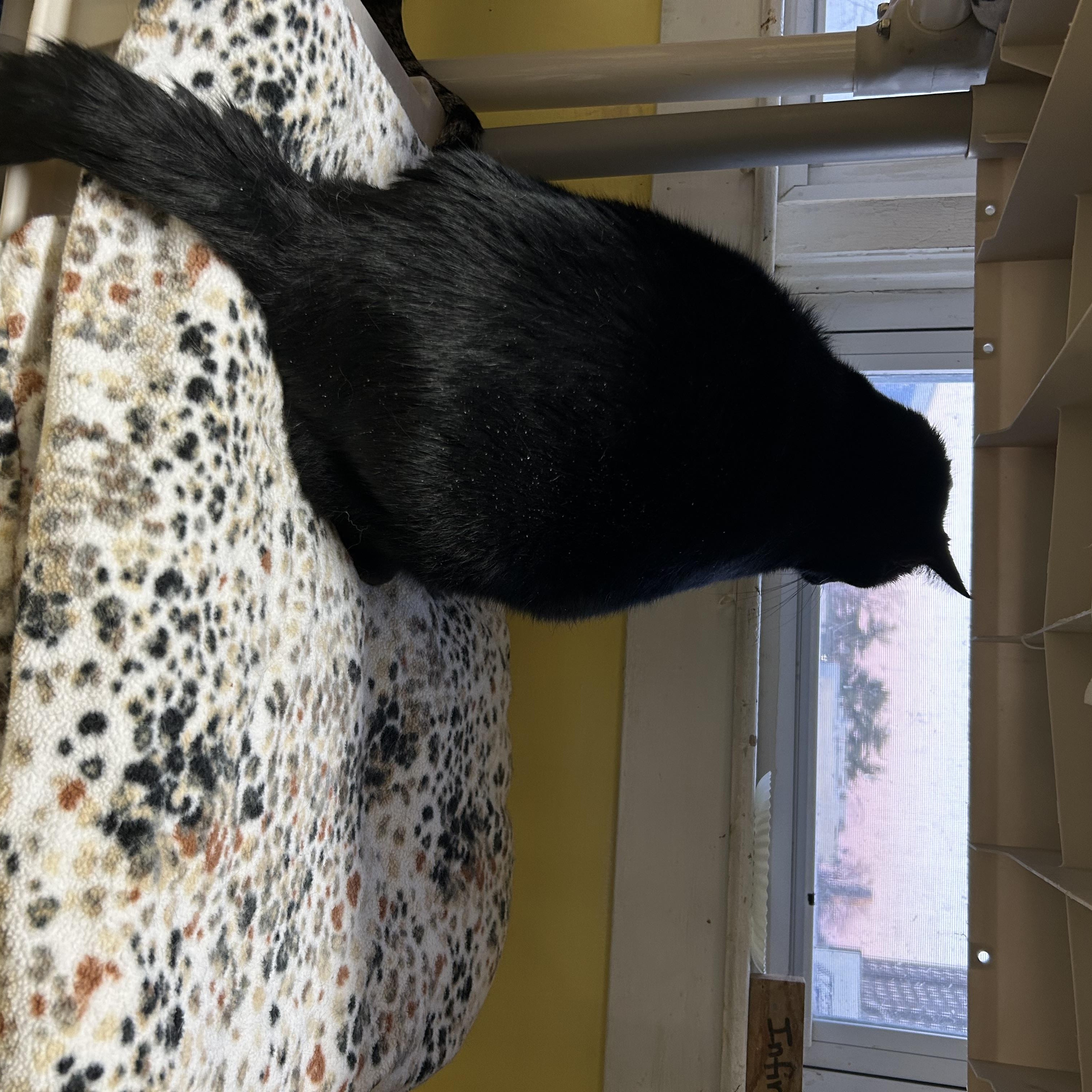 Stewart, an adopted Domestic Short Hair in Albany, NY image 4/4