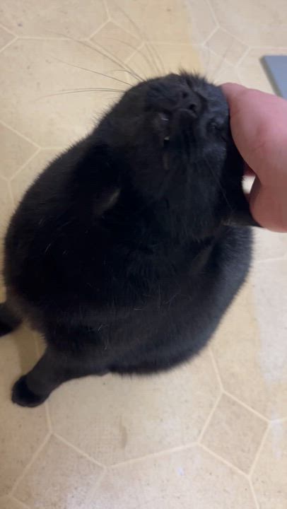 Enlarge Stewart, an adopted Domestic Short Hair in Albany, NY video 3/4