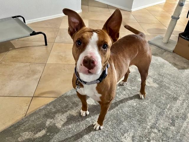 Enlarge Mia, a Adoptable Pit Bull Terrier in PEORIA, AZ image 5/6