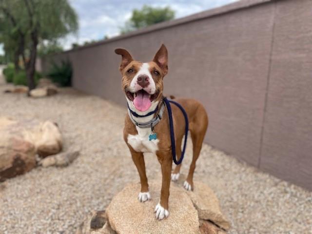 Enlarge Mia, a Adoptable Pit Bull Terrier in PEORIA, AZ image 2/6