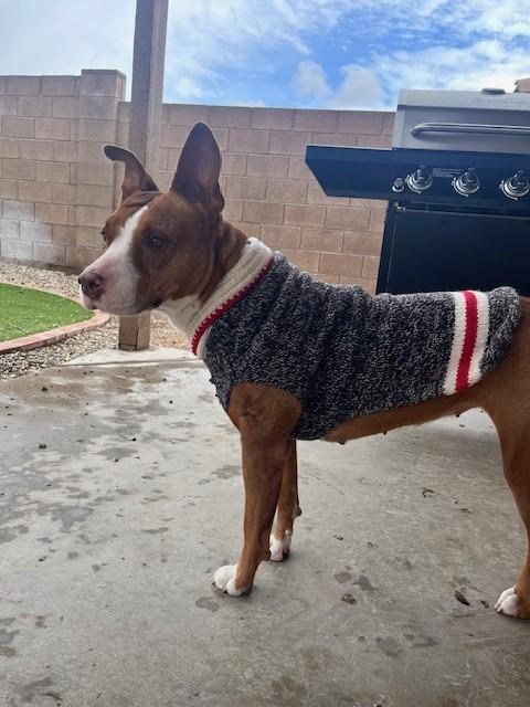 Enlarge Mia, a Adoptable Pit Bull Terrier in PEORIA, AZ image 3/6