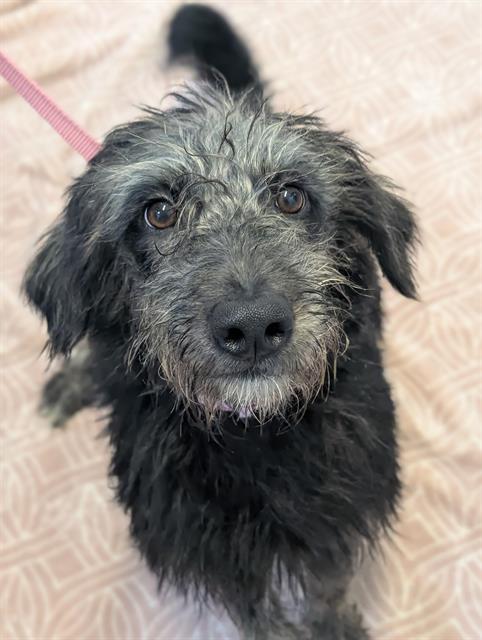 Enlarge MERCURY, a Adoptable Poodle in Toronto, ON image 1/1